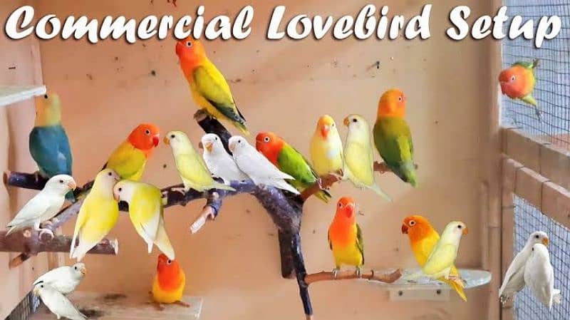 Albino, Creamino, Decino, Parblue lovebird 0