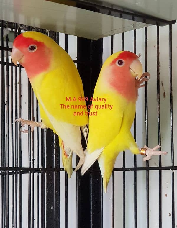 Albino, Creamino, Decino, Parblue lovebird 1