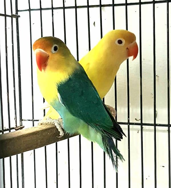 Albino, Creamino, Decino, Parblue lovebird 2