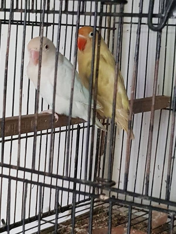 Albino, Creamino, Decino, Parblue lovebird 3