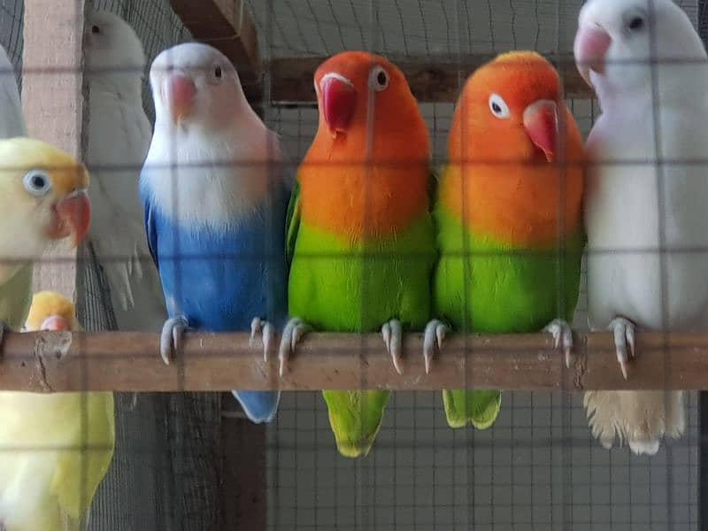 Albino, Creamino, Decino, Parblue lovebird 4