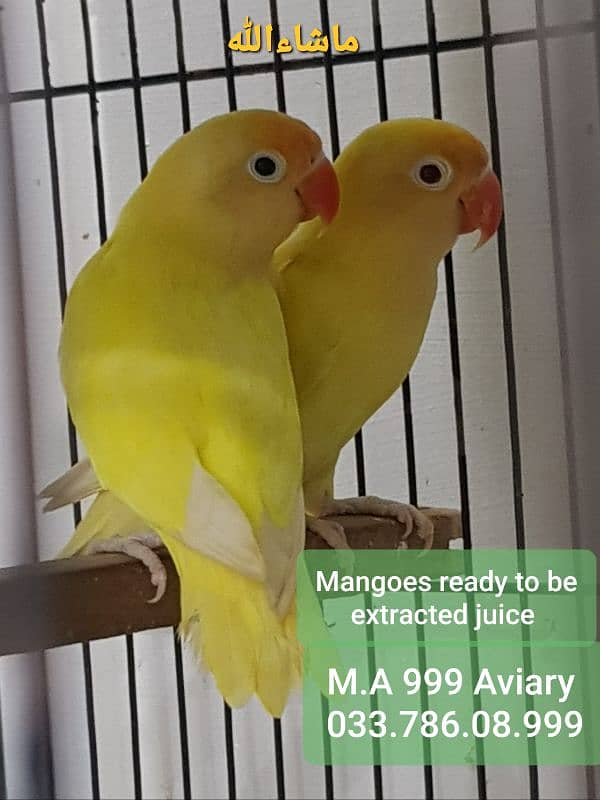 Albino, Creamino, Decino, Parblue lovebird 5