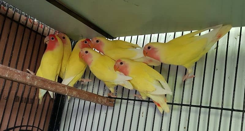 Albino, Creamino, Decino, Parblue lovebird 6