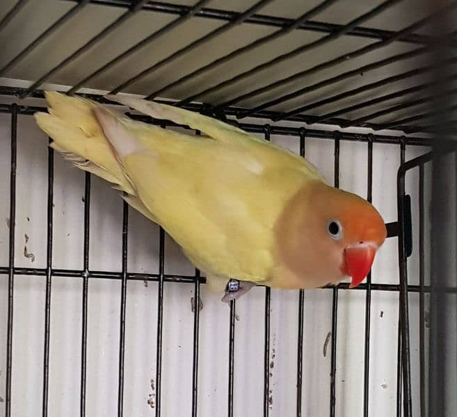 Albino, Creamino, Decino, Parblue lovebird 7