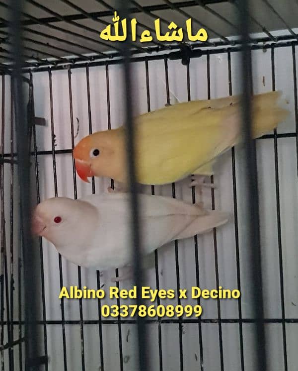 Albino, Creamino, Decino, Parblue lovebird 9