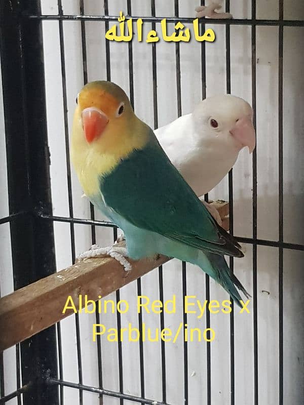 Albino, Creamino, Decino, Parblue lovebird 10