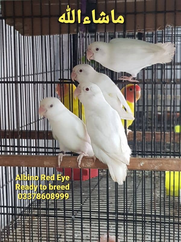 Albino, Creamino, Decino, Parblue lovebird 11