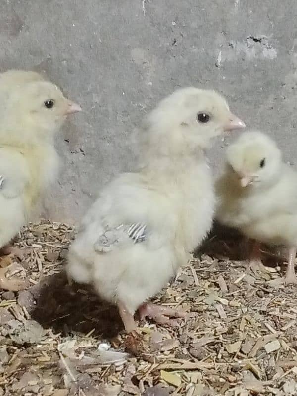 aseel shamo chicks coco breed 2