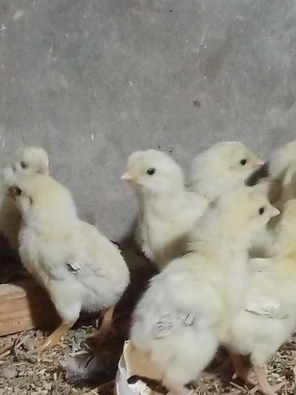 aseel shamo chicks coco breed 3