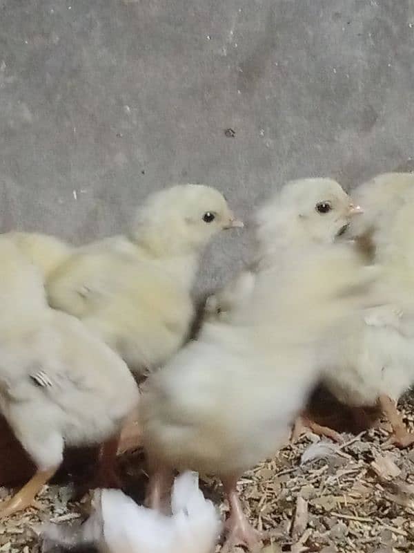 aseel shamo chicks coco breed 4