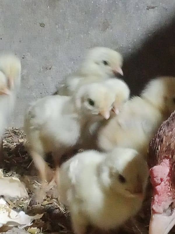 aseel shamo chicks coco breed 5