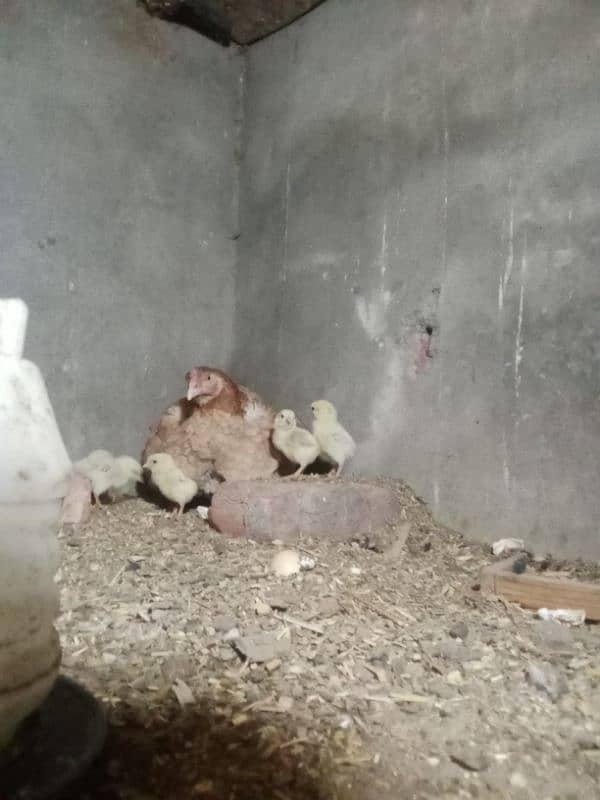 aseel shamo chicks coco breed 7