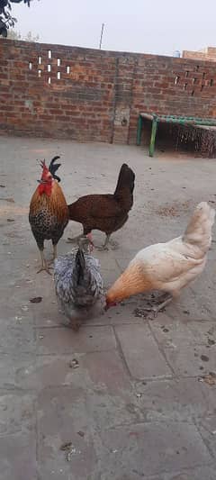 Desi cock hens