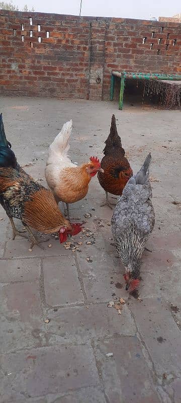 Desi cock hens 1