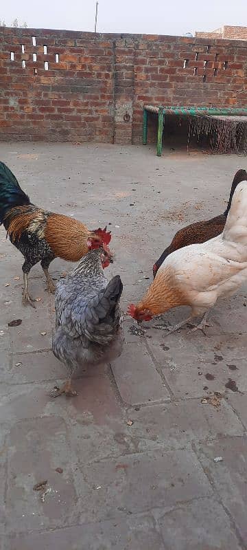 Desi cock hens 2