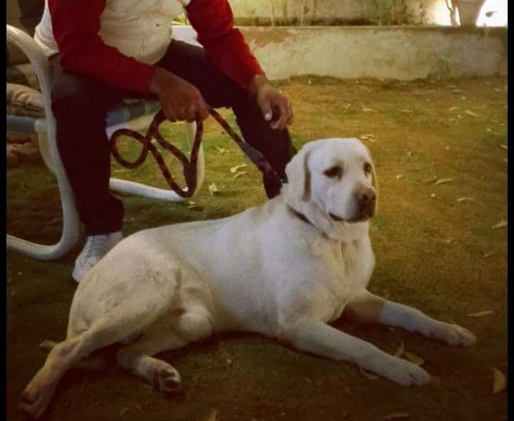 male white pedigree labrador 7