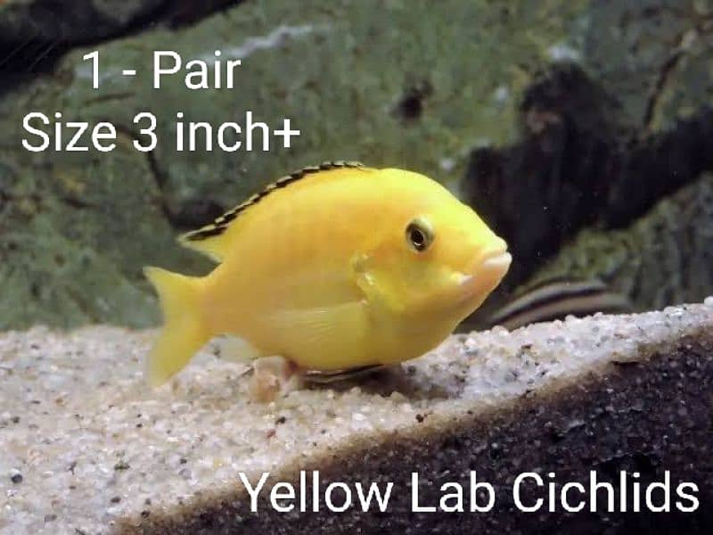 Cichlids Fish For Sale 0