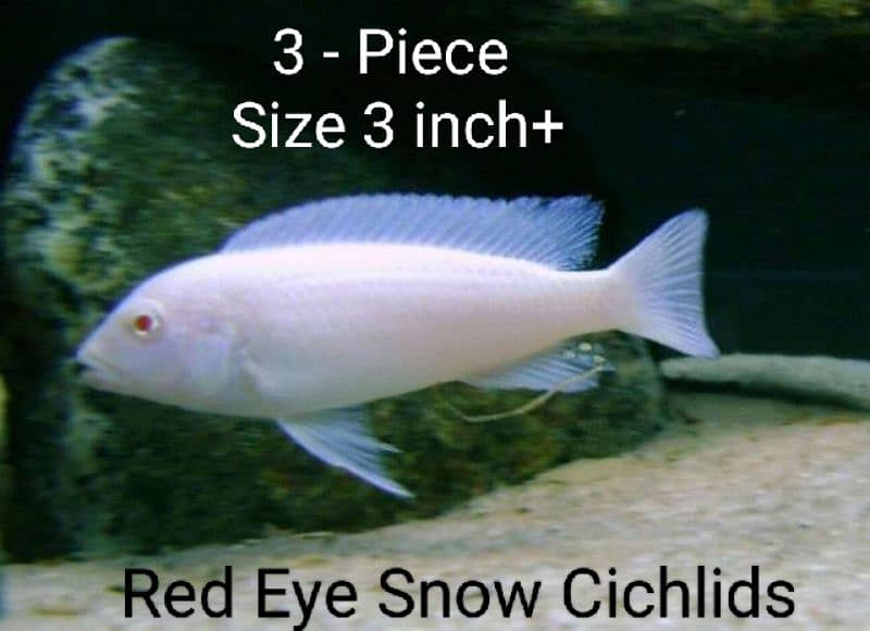 Cichlids Fish For Sale 1