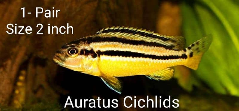 Cichlids Fish For Sale 2