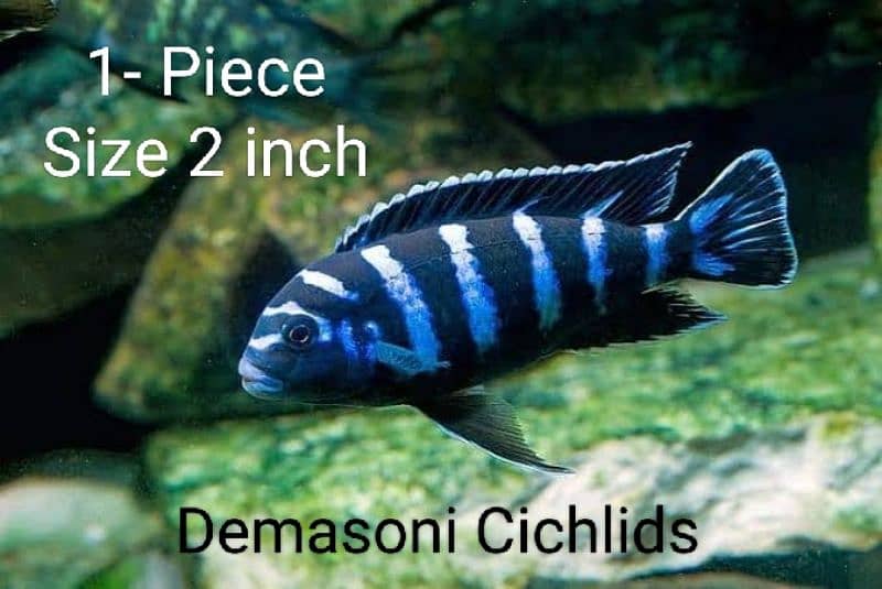 Cichlids Fish For Sale 3