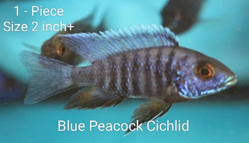 Cichlids Fish For Sale 5