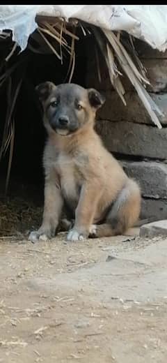 bagiyari Male puppy for sale