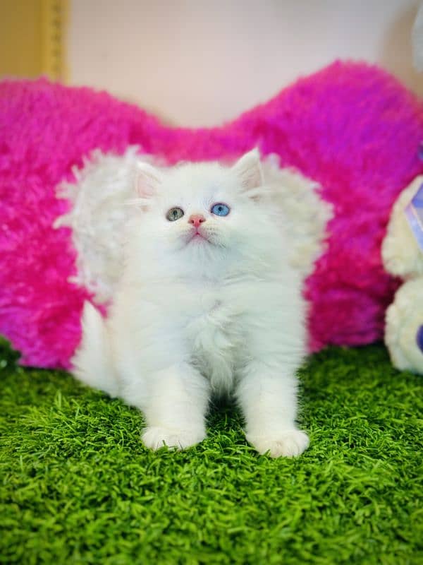 Persian kitten 1