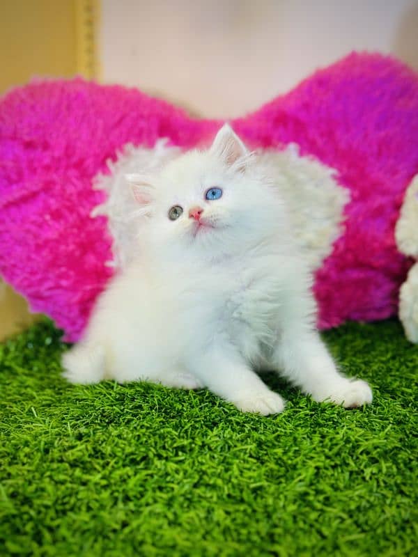 Persian kitten 5