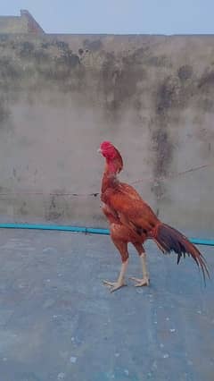 Aseel Cock Young Male 9 Months