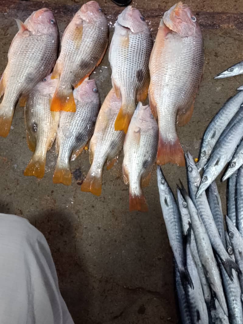 Fresh fish online delivery 1