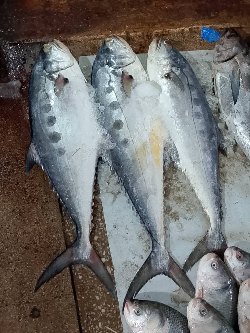 Fresh fish online delivery 4