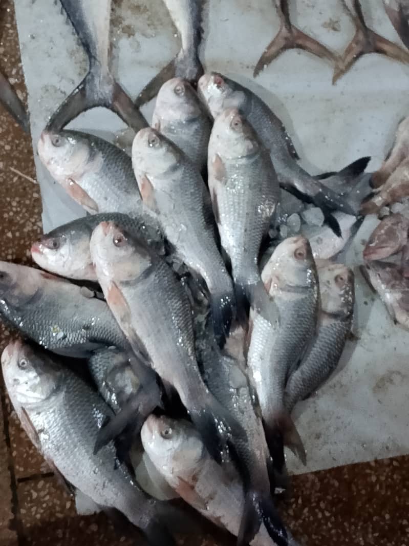 Fresh fish online delivery 5