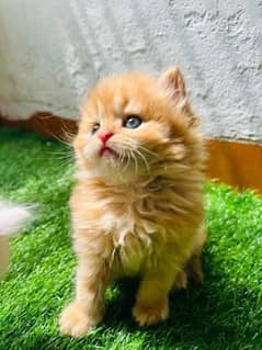 persian kitten's cod available 03249164526 whatsapp