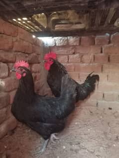 Australorp pair