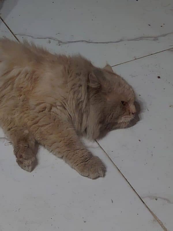 Persian male cat 3