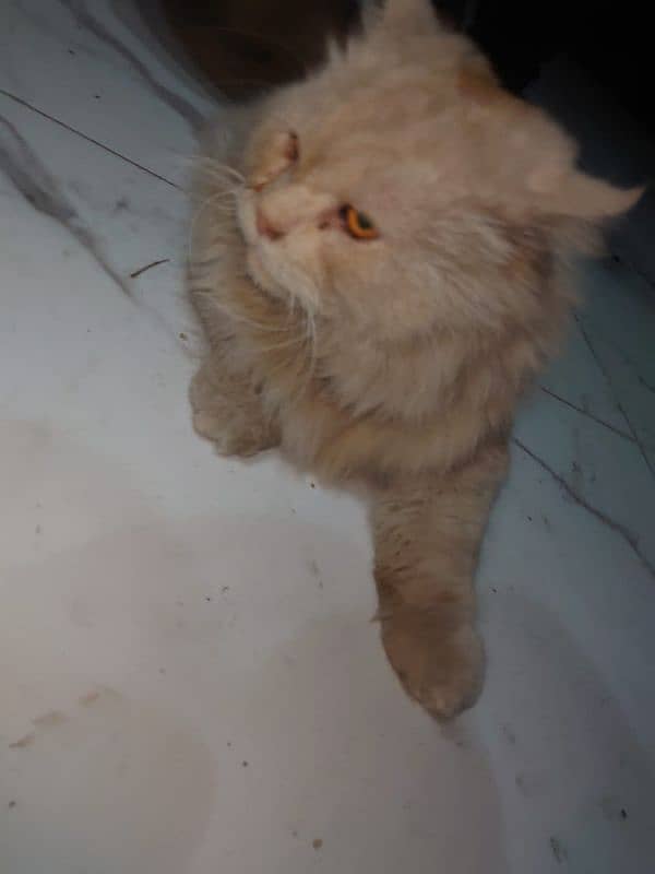 Persian male cat 4