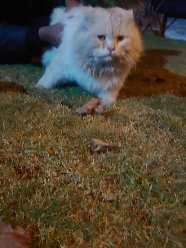 Persian male cat 5