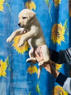 Labrador puppy