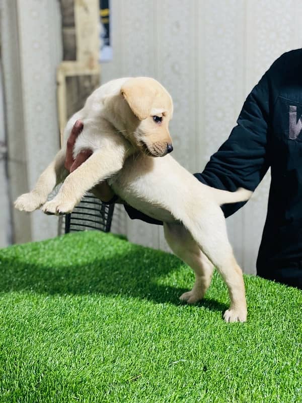 Labrador puppy 2