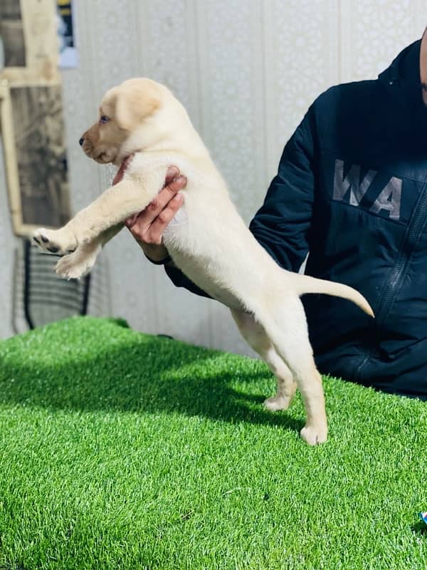 Labrador puppy 3