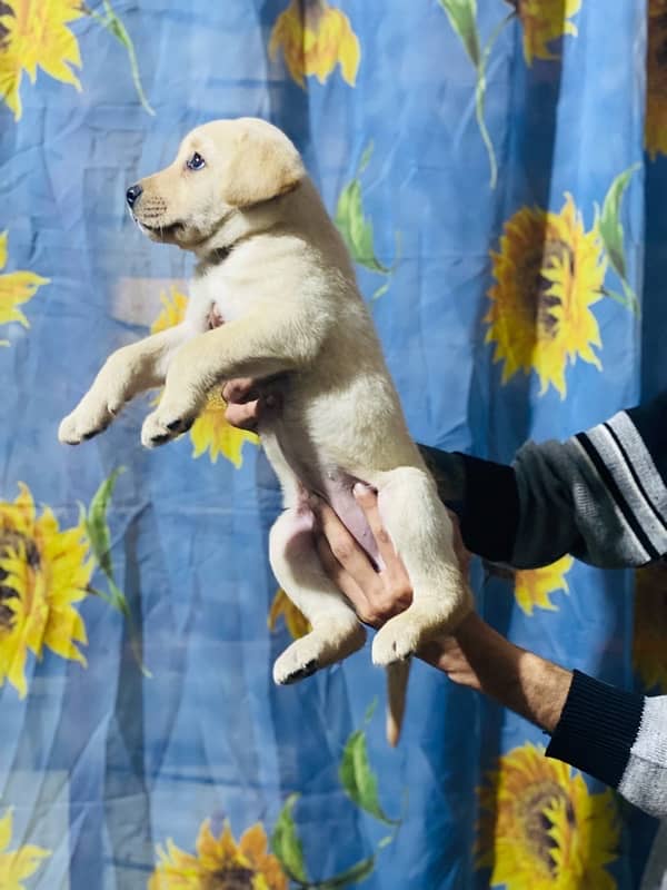 Labrador puppy 4