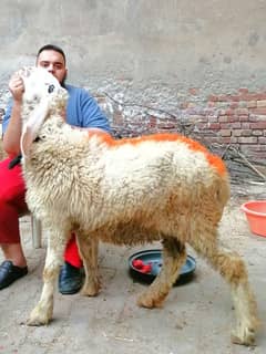 Kajali Bher Female Sheep Chatri For Sale