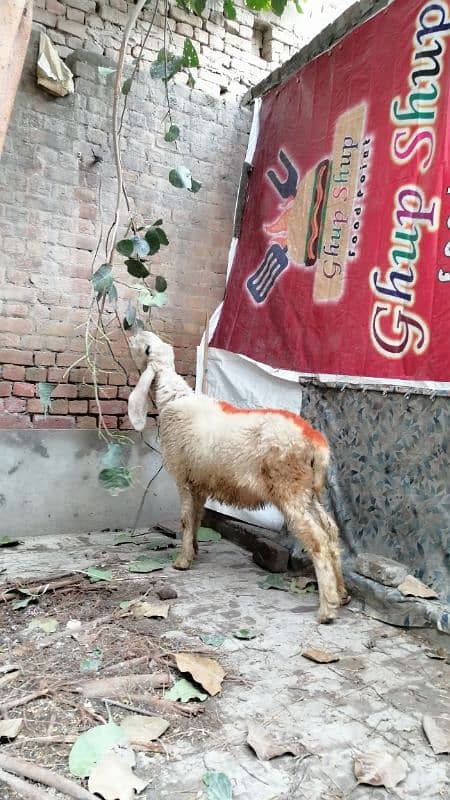 Kajali Bher Female Sheep Chatri For Sale 1