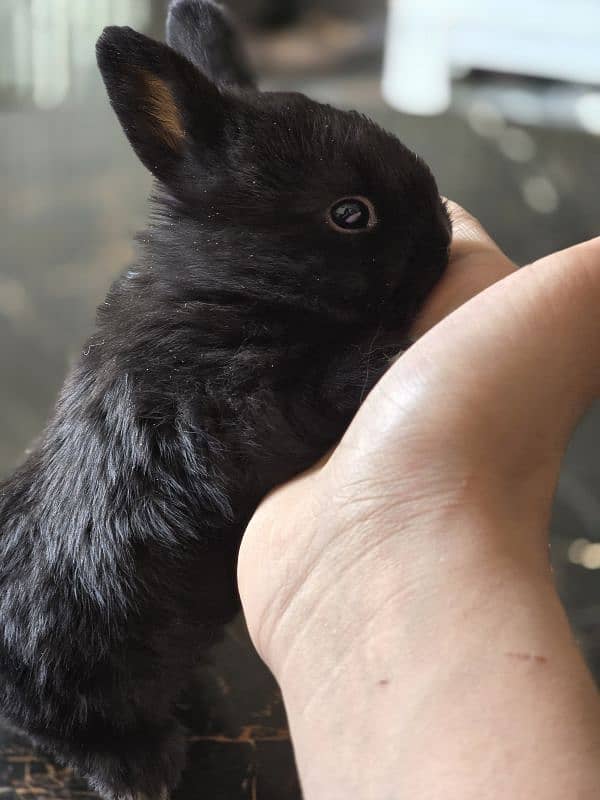 Rabbit/ rabbit for sale / hotot rabbit / Bunnies / Hotot Dwarf 1