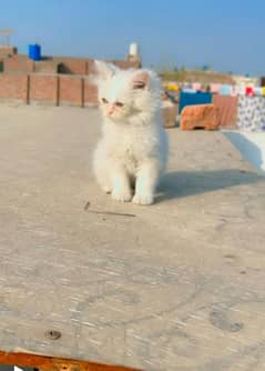 partion cat hai 2 month Age or wecinated hai