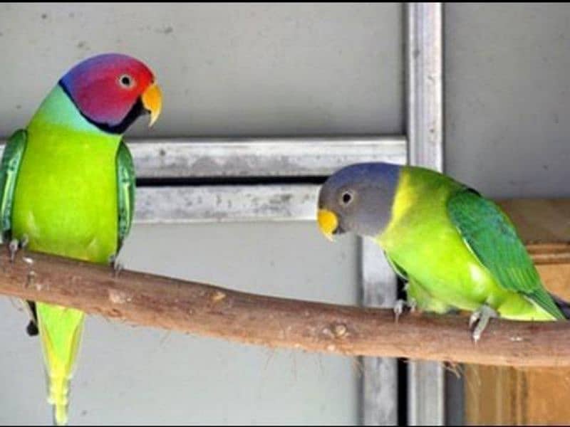 Parrots 5