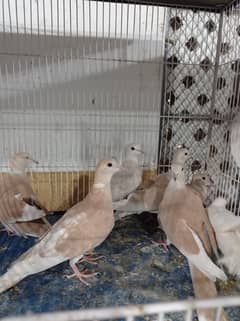 doves