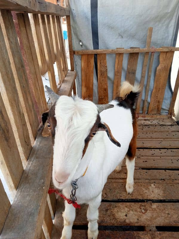 Bakra for Sale 1