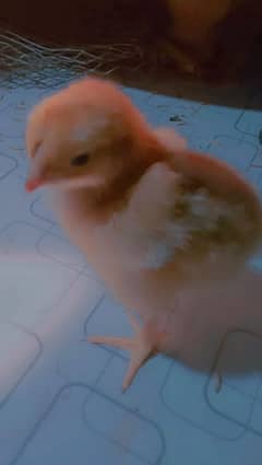 wyandotte aor onagadori aor samho chicks Available ha