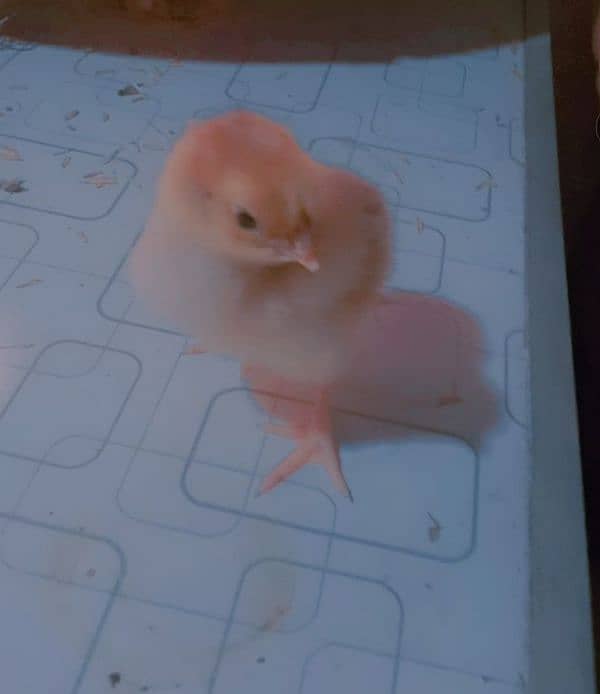 wyandotte aor onagadori aor samho chicks Available ha 1